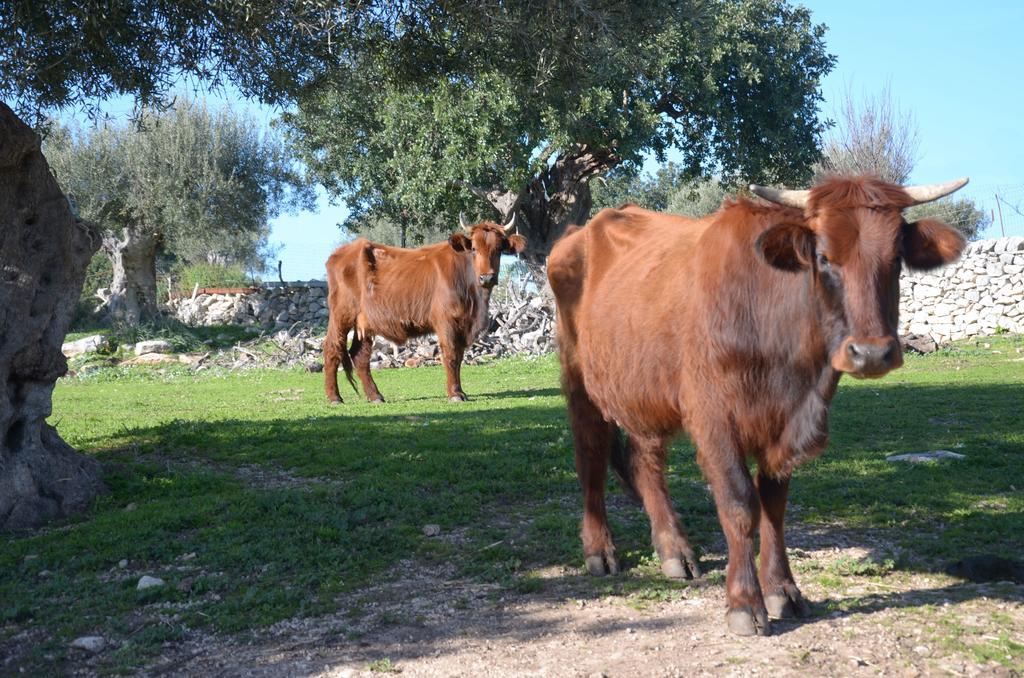 Casina Di Grotta Di Ferro ξενώνας Santa Croce Camerina Εξωτερικό φωτογραφία