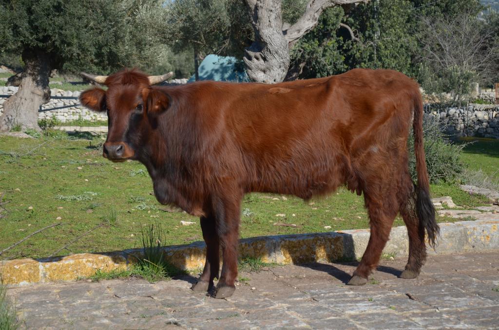 Casina Di Grotta Di Ferro ξενώνας Santa Croce Camerina Εξωτερικό φωτογραφία